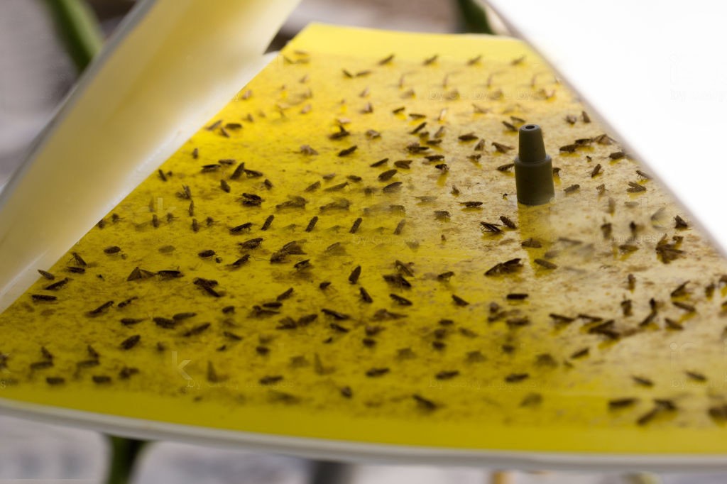 Sarı Delta Tuzak - Image 6