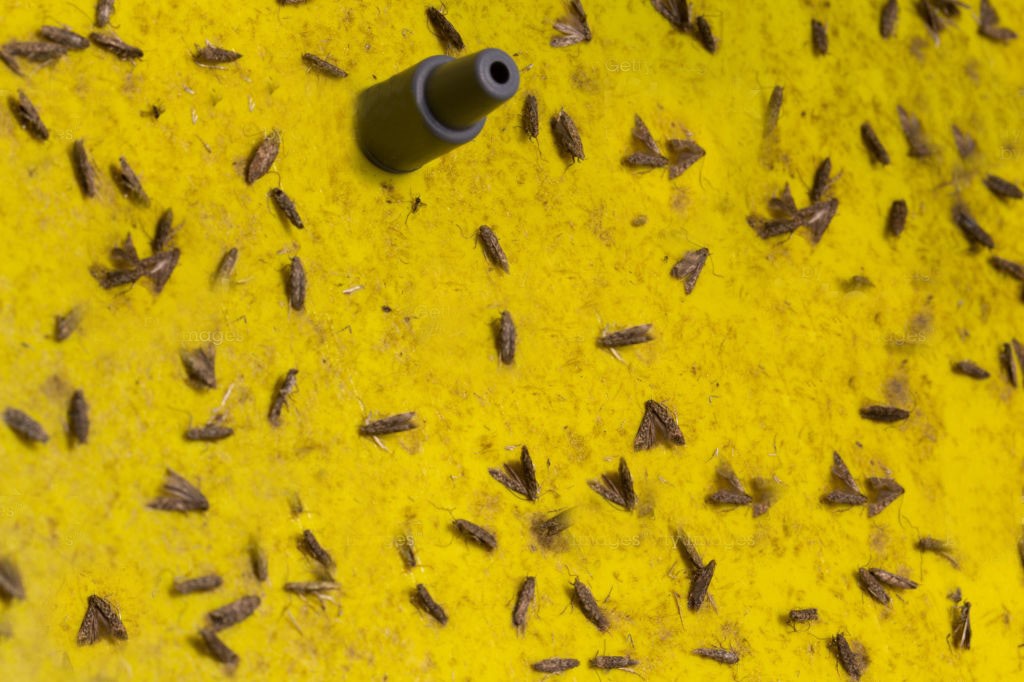 Sarı Delta Tuzak - Image 5