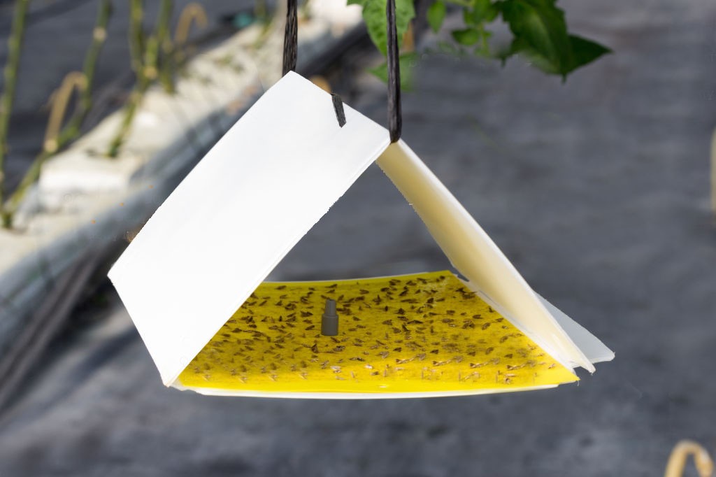 Sarı Delta Tuzak - Image 4