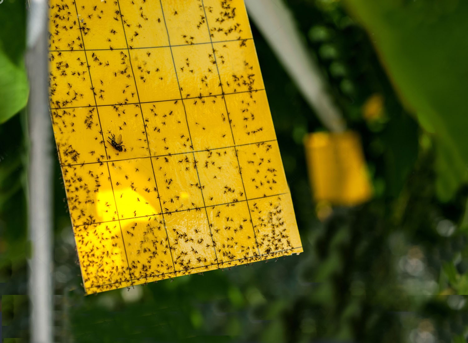 Sarı Delta Tuzak - Image 3