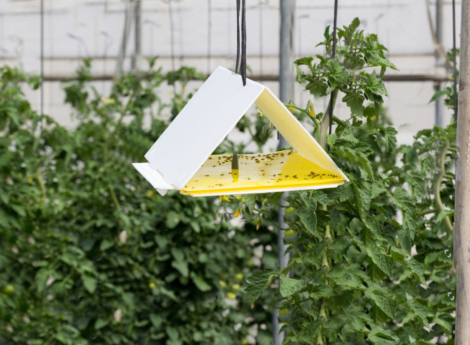 Sarı Delta Tuzak - Image 2