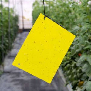 Sarı Plaka Tuzak (25cmx40cm) (25cmx10cm)